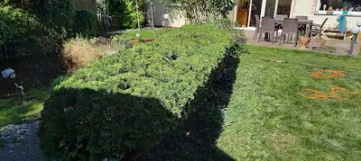 Usługi Ogrodnicze Kacper Pawelski